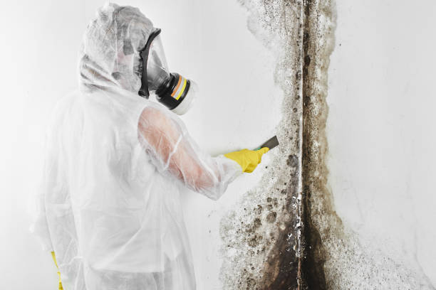 Best Residential Mold Removal  in Glen Allen, VA