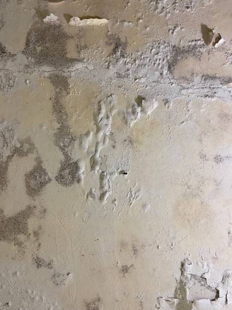 Best Affordable Mold Removal  in Glen Allen, VA