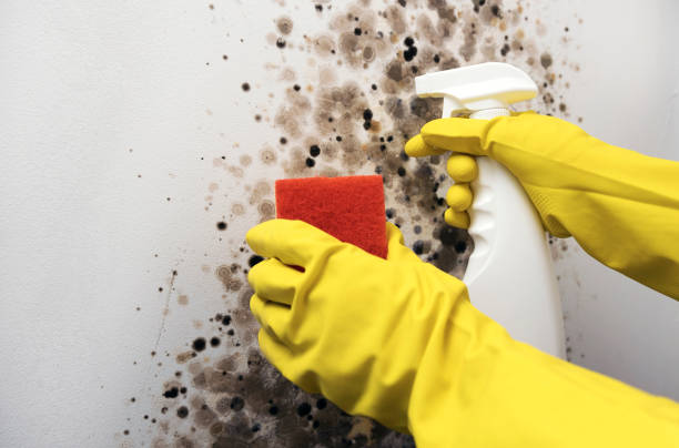 Best Black Mold Removal  in Glen Allen, VA
