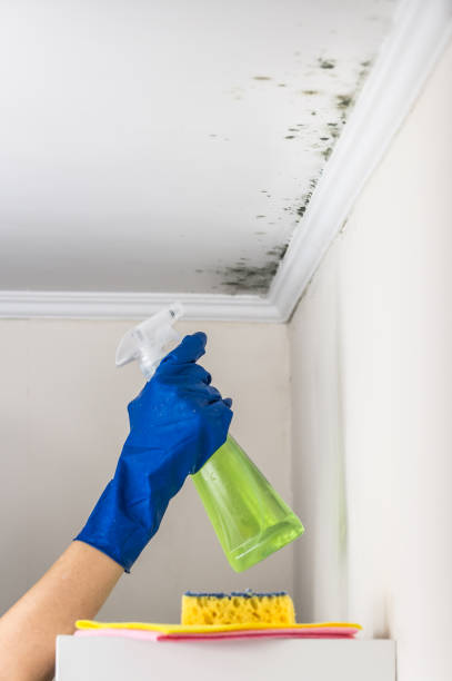 Best Crawl Space Mold Removal  in Glen Allen, VA